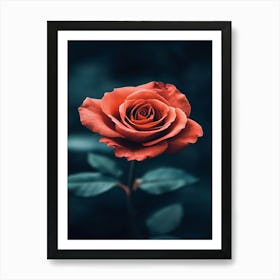 Rose Wallpaper 12 Art Print