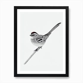 House Sparrow B&W Pencil Drawing 1 Bird Art Print