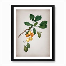 Vintage Cherry Botanical on Parchment n.0256 Art Print