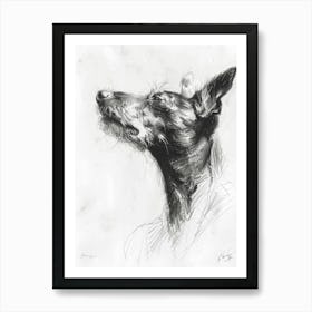 Portuguese Podengo Pequeno Dog Charcoal Line 1 Poster