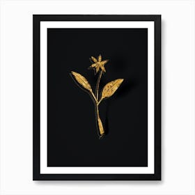 Vintage Erythronium Botanical in Gold on Black n.0055 Art Print