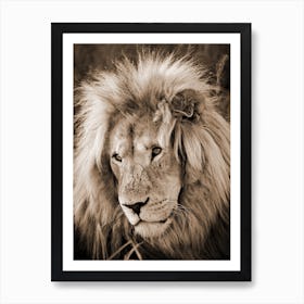 Lion King Sepia Art Print