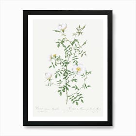 Myrtle Leaved Hedge Rose, Pierre Joseph Redoute Art Print