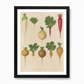 Beets 2 Art Print