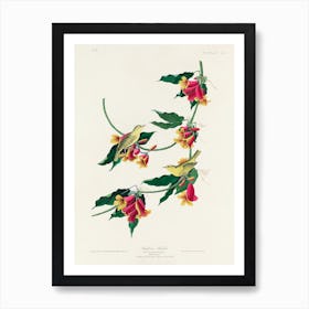 Rathbone Warbler, Birds Of America, John James Audubon Art Print