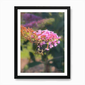 Bumblebee With Pink Flowers Art Print