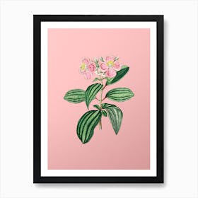 Vintage Starry Osbeckia Flower Botanical on Soft Pink n.0728 Art Print