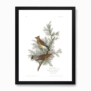 Cedar Bird Art Print