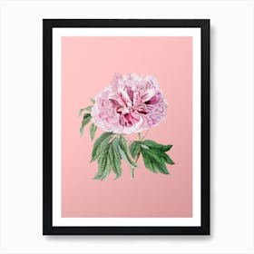 Vintage Double Red Curled Tree Peony Botanical on Soft Pink Art Print
