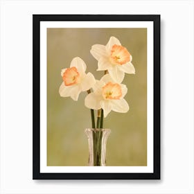 Three Daffodils Art Print