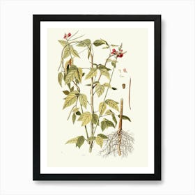 Ginkgo Biloba 2 Art Print