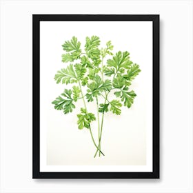 Parsley Vintage Botanical Herbs 3 Art Print