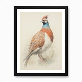 Vintage Bird Drawing Pheasant 1 Art Print