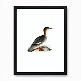 Vintage Red Breasted Merganser Bird Illustration on Pure White n.0022 Art Print