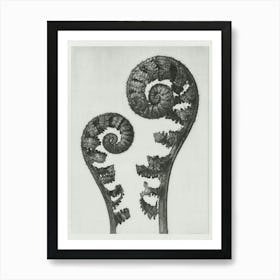 Shield Fern Fronds (1928), Karl Blossfeldt Art Print