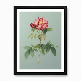 Vintage Provins Rose Botanical Art on Mint Green n.0273 Art Print