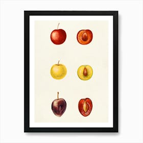 Watercolor Fruit Painting Art Print