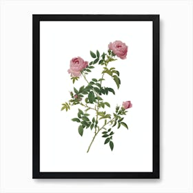 Vintage Rose of the Hedges Botanical Illustration on Pure White n.0451 Art Print