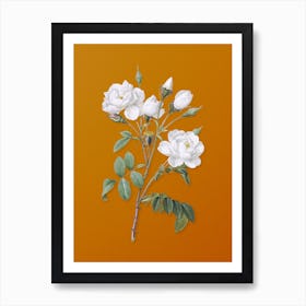 Vintage White Rose Botanical on Sunset Orange n.0962 Art Print