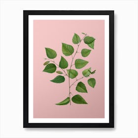 Vintage Paper Birch Botanical on Soft Pink n.0422 Art Print
