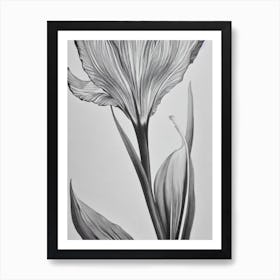 Iris B&W Pencil 3 Flower Art Print