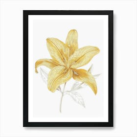 Yellow Lily 11 Art Print