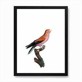 Vintage Great Violet Roller Bird Illustration on Pure White Art Print