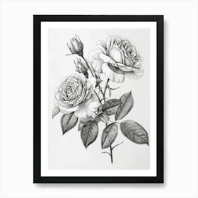 Roses Sketch 45 Art Print