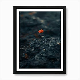 Single Flower On A Rock 8 Art Print