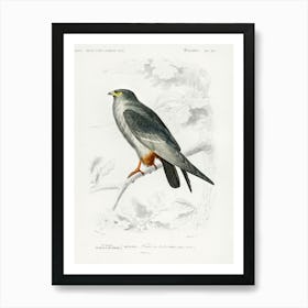 Red Footed Falcon (Falco Rufipes), Charles Dessalines D' Orbigny Art Print