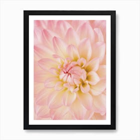 Pink Dahlia Flower Art Print