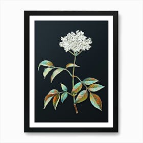 Vintage Elderflower Tree Botanical Watercolor Illustration on Dark Teal Blue n.0771 Art Print