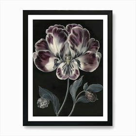 Pansy Art Print