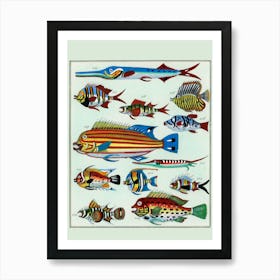 Fishes Of The World 1 Art Print