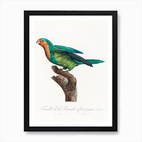 The Yellow Crowned Parakeet From Natural History Of Parrots, Francois Levaillant Art Print