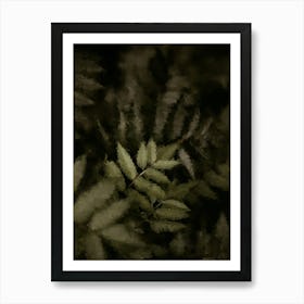 Ferns In The Dark Oil Painting Art Print