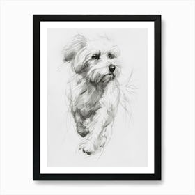 Coton De Tulear Dog Line Sketch 1 Art Print