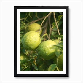 Lemons On A Tree Art Print