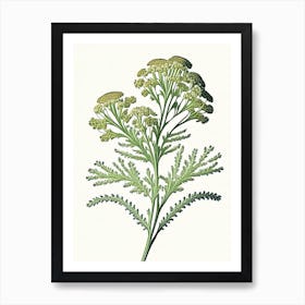 Yarrow Wildflower Vintage Botanical 2 Art Print