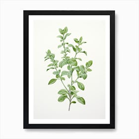 Oregano Vintage Botanical Herbs 2 Art Print