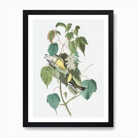 Hemlock Warbler Art Print