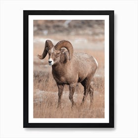 Colorado Bighorn Sheep View Art Print