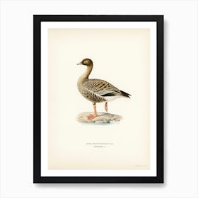 Pink Footed Goose, The Von Wright Brothers Art Print