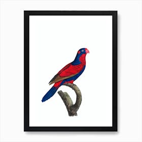 Vintage Red And Blue Lory Bird Illustration on Pure White Art Print