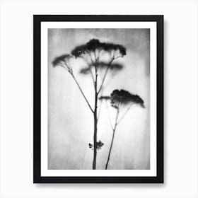 Sedum Art Print