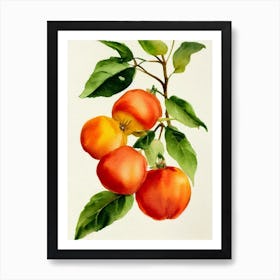 Physalis Italian Watercolour fruit Art Print