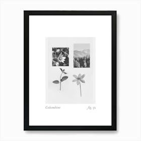 Columbine Botanical Collage 4 Art Print