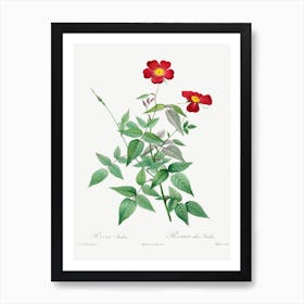 Rosa Indica, Pierre Joseph Redoute 1 Art Print