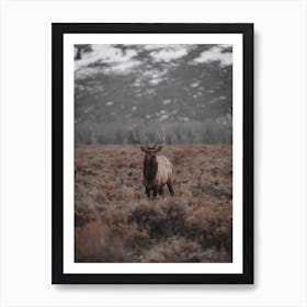 Elk In Bog Art Print