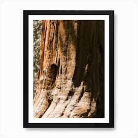 Redwood Tree Trunk Art Print